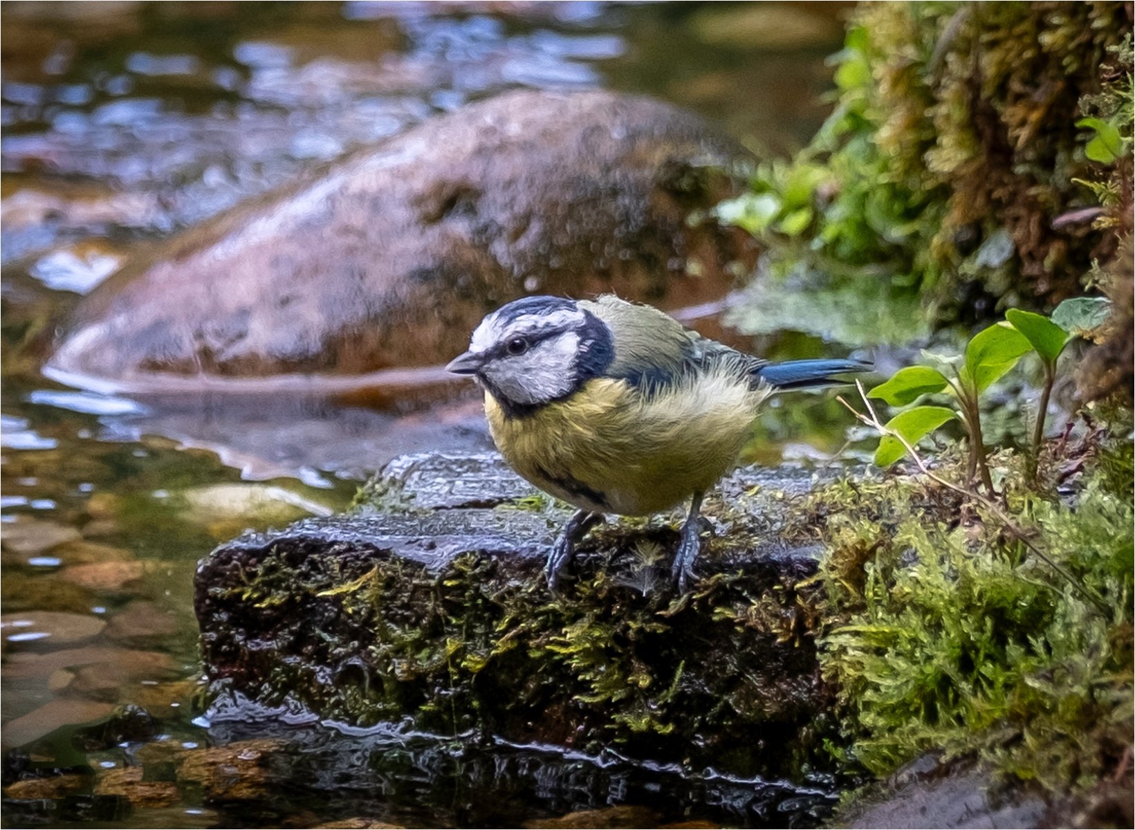 Blue Tit Contemplating a Dip by Angela Danby