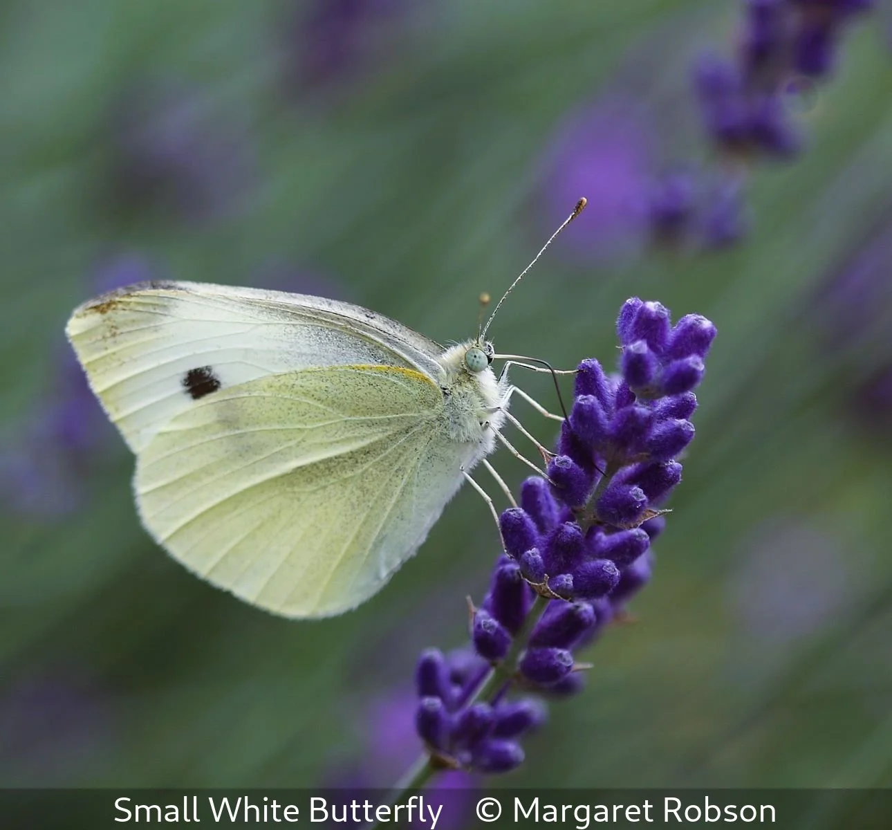 15_Small White Butterfly_Margaret Robson_.jpg