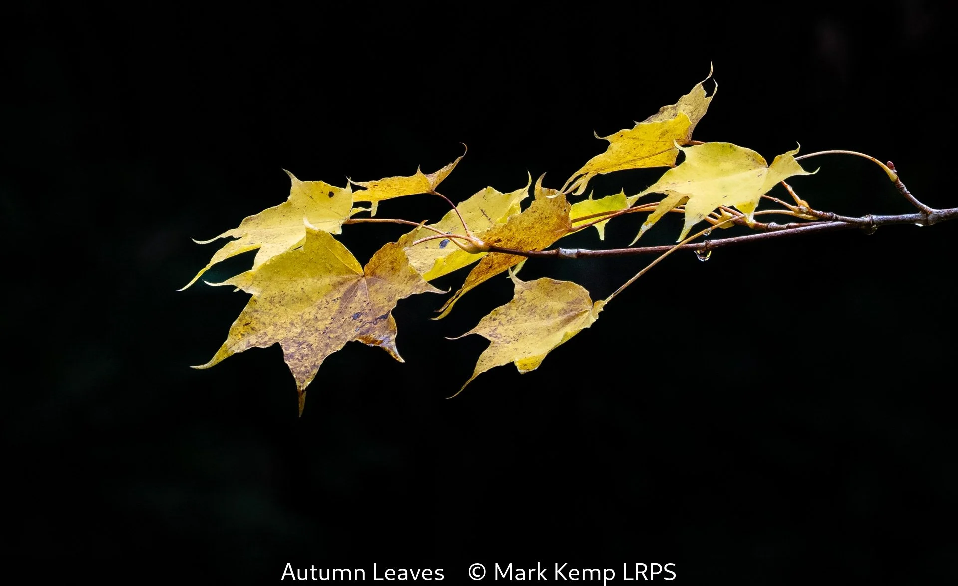 16_Autumn Leaves_Mark Kemp_LRPS.jpg