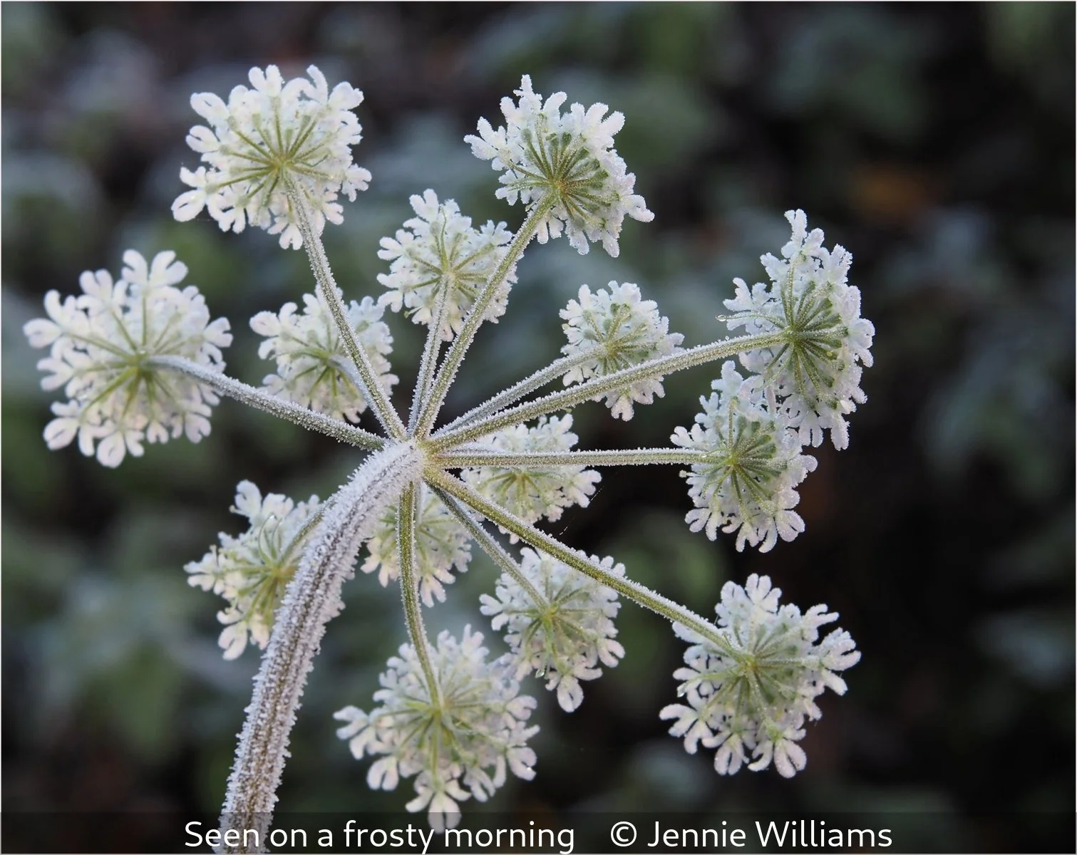 16_Seen on a frosty morning_Jennie Williams_.jpg
