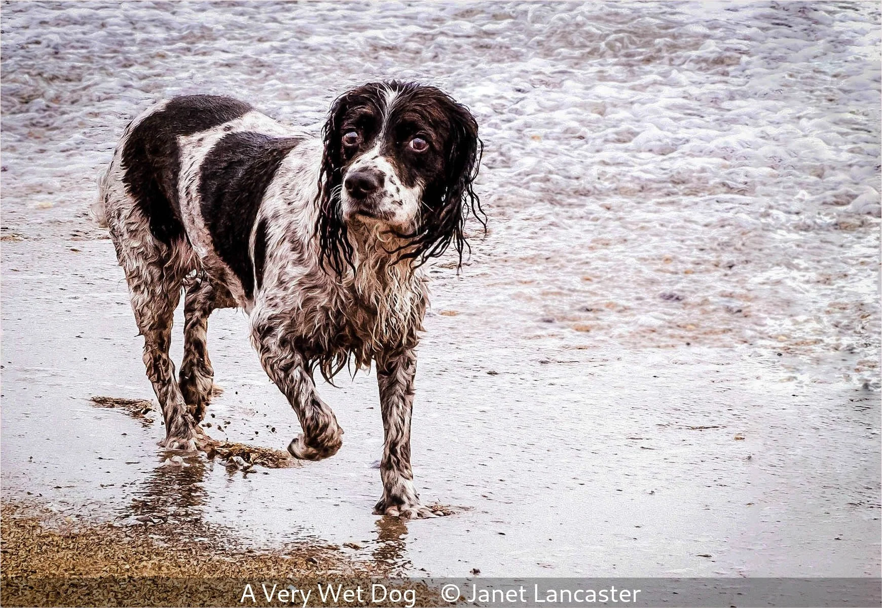 17_A Very Wet Dog_Janet Lancaster_.jpg
