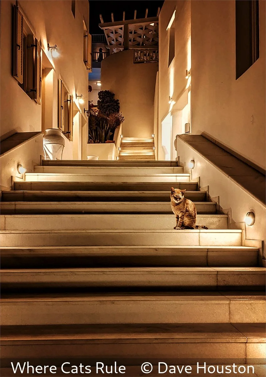 17_Where Cats Rule_Dave Houston_.jpg