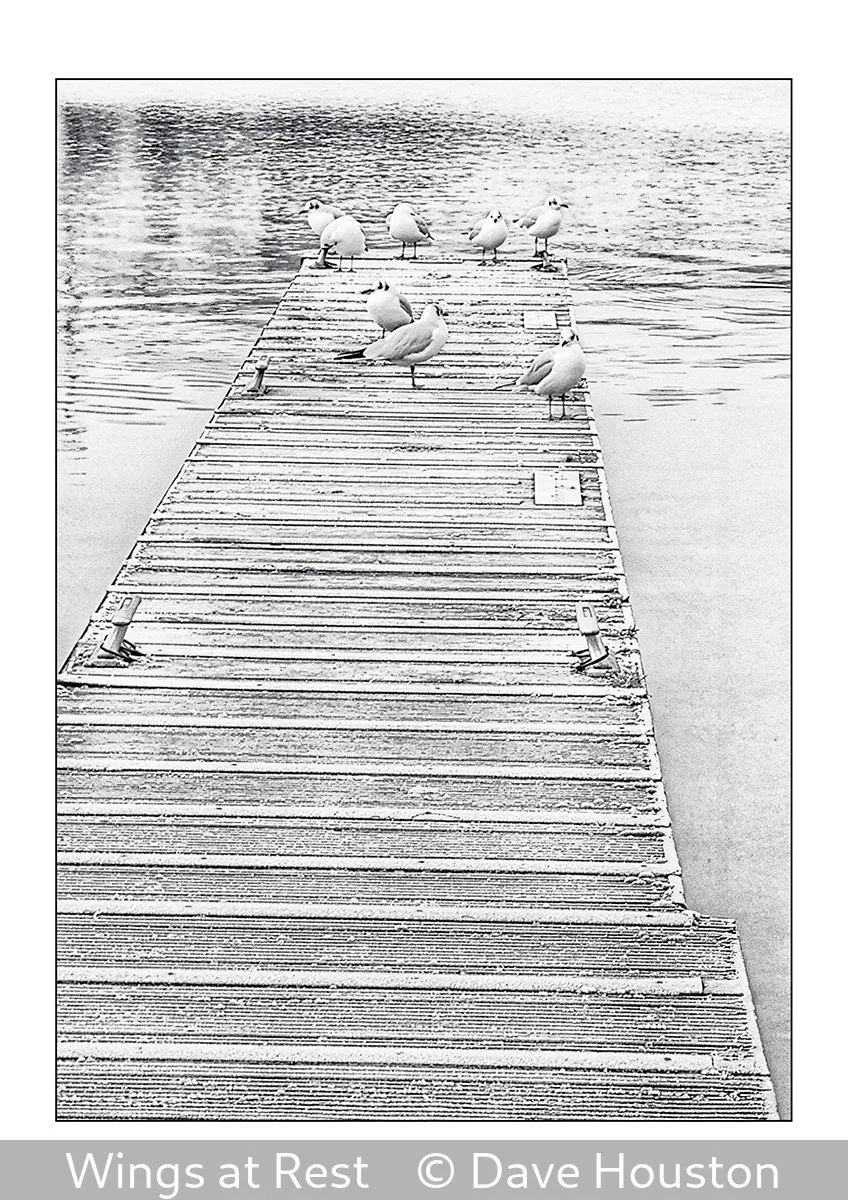 17_Wings at Rest_Dave Houston_.jpg