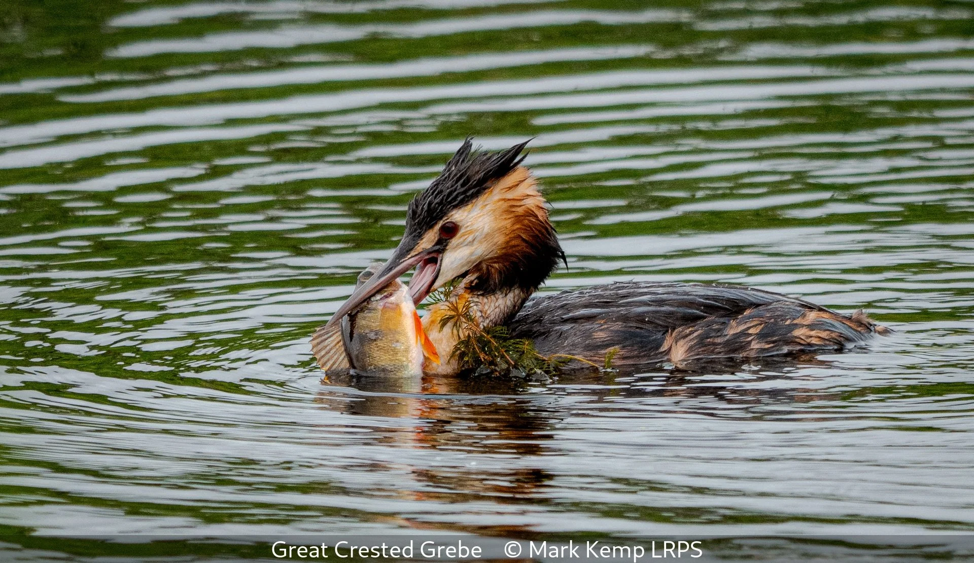 20_Great Crested Grebe_Mark Kemp_LRPS.jpg