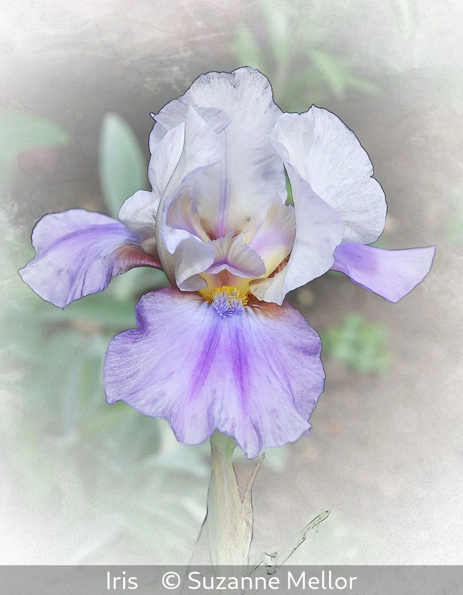 18_Iris_Suzanne Mellor_.jpg