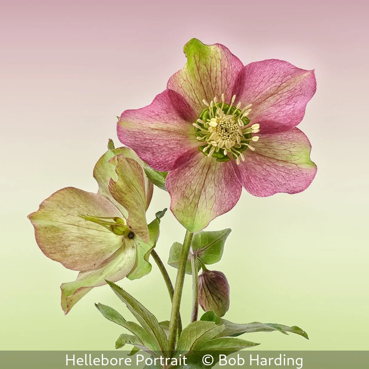 19_Hellebore Portrait_Bob Harding_.jpg
