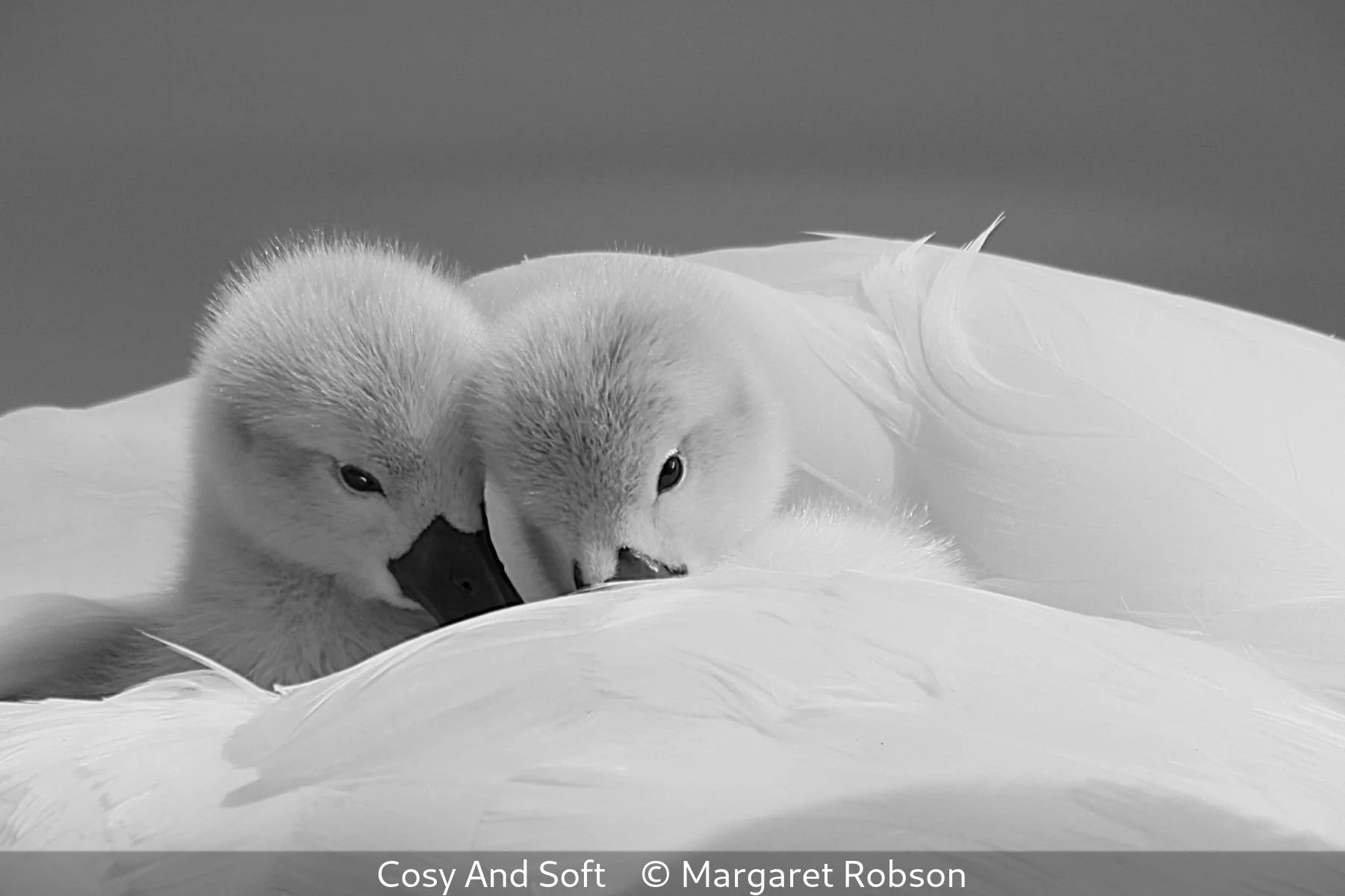 20_Cosy And Soft_Margaret Robson_.jpg