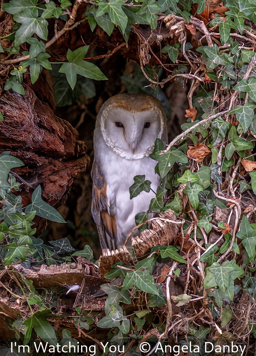 20_I'm Watching You_Angela Danby_.jpg