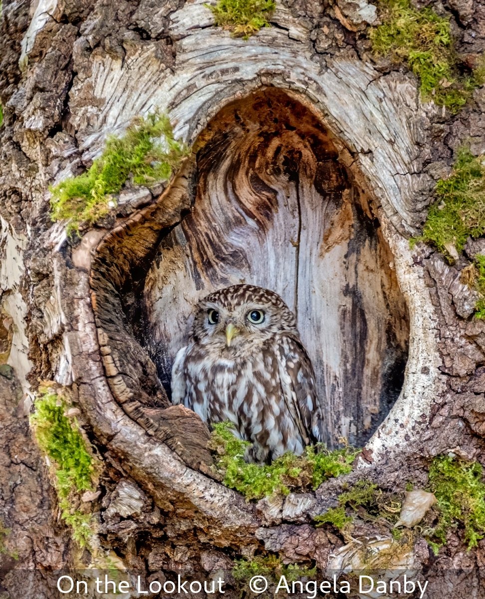 _On the Lookout_Angela Danby_.jpg