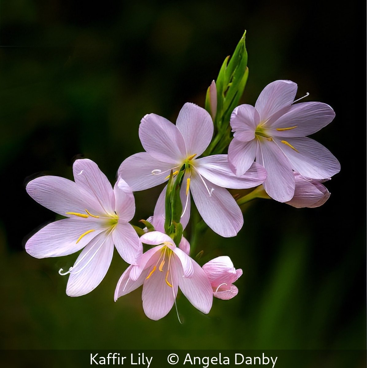 _Kaffir Lily_Angela Danby_.jpg