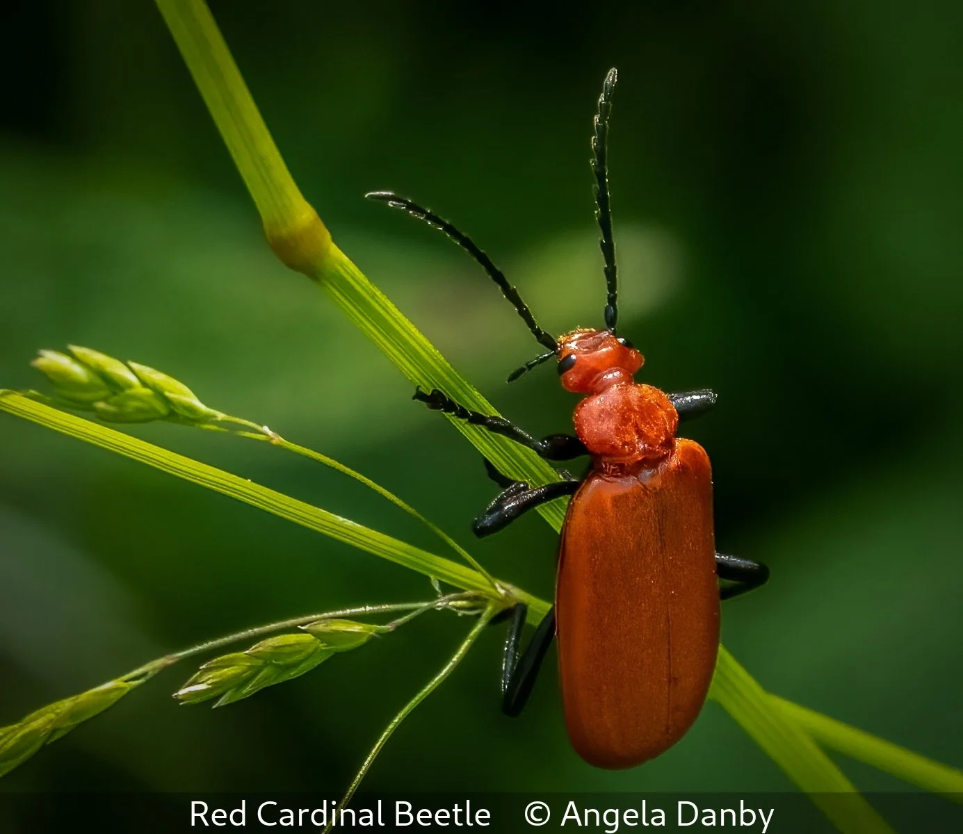 _Red Cardinal Beetle_Angela Danby_.jpg