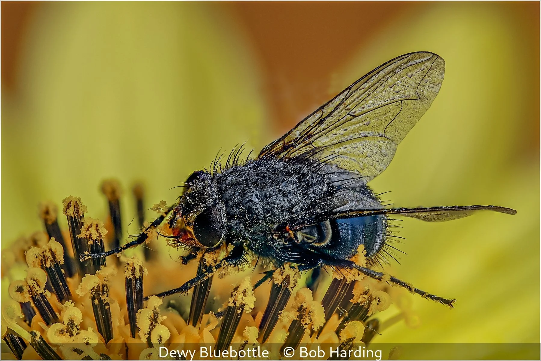 _Dewy Bluebottle_Bob Harding_.jpg