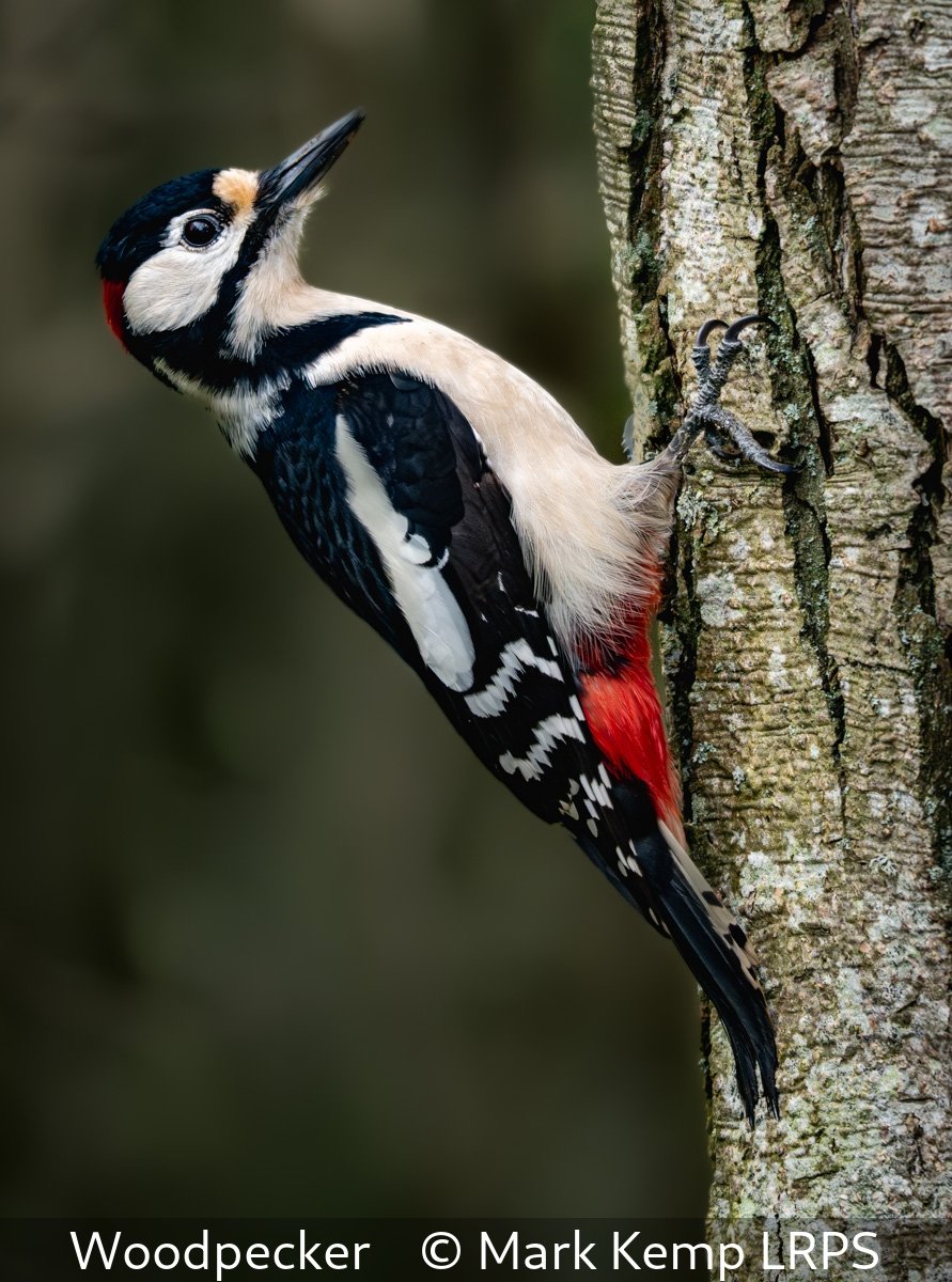 _Woodpecker_Mark Kemp_LRPS.jpg