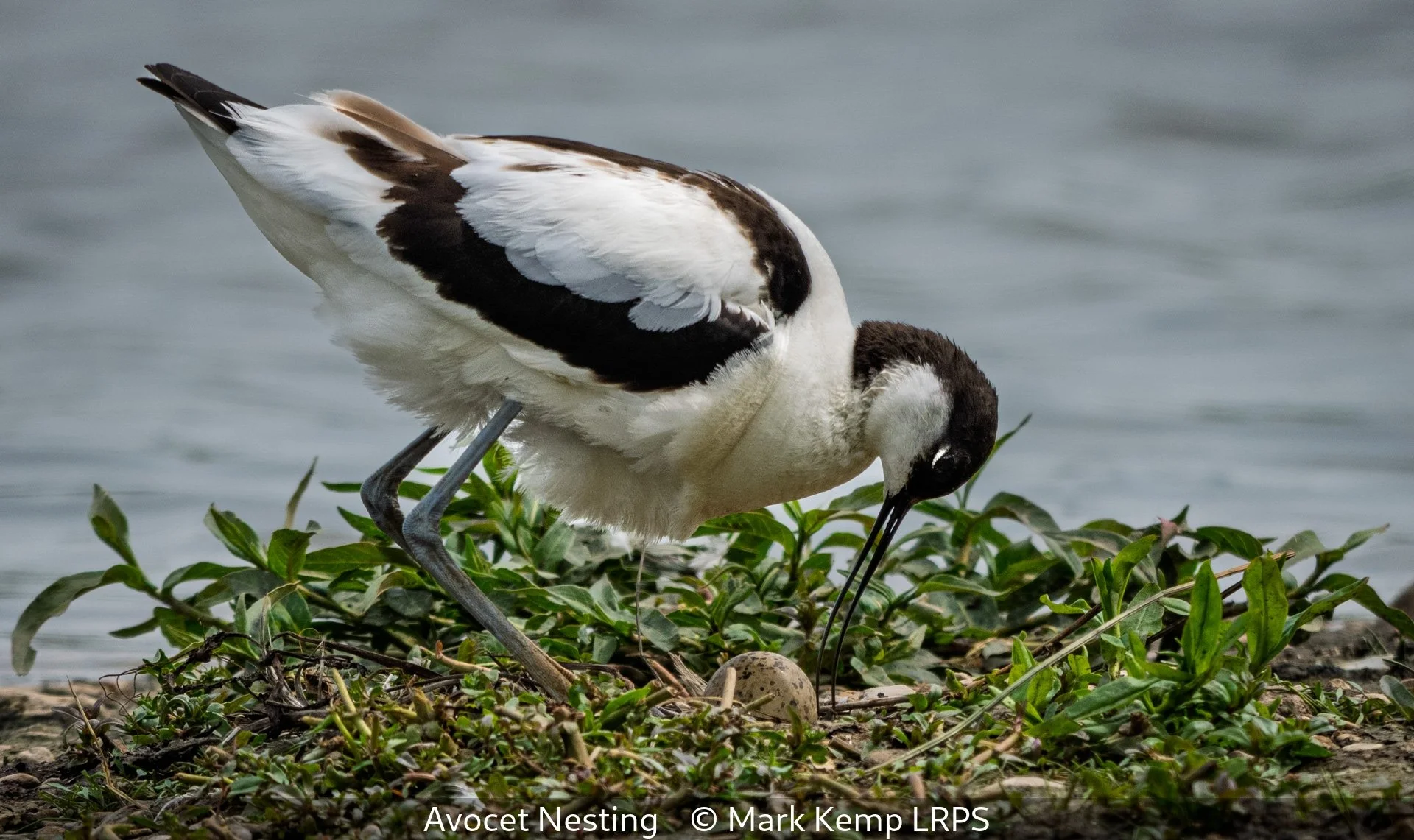 _Avocet Nesting_Mark Kemp_LRPS.jpg
