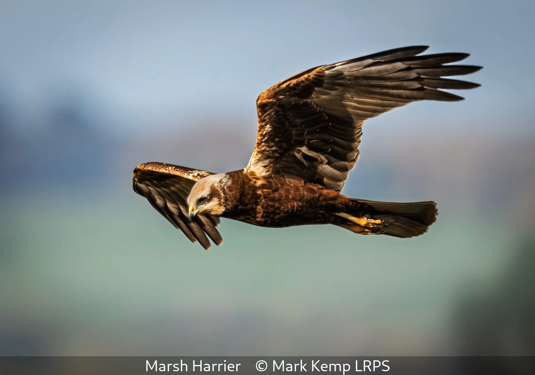 _Marsh Harrier_Mark Kemp_LRPS.jpg