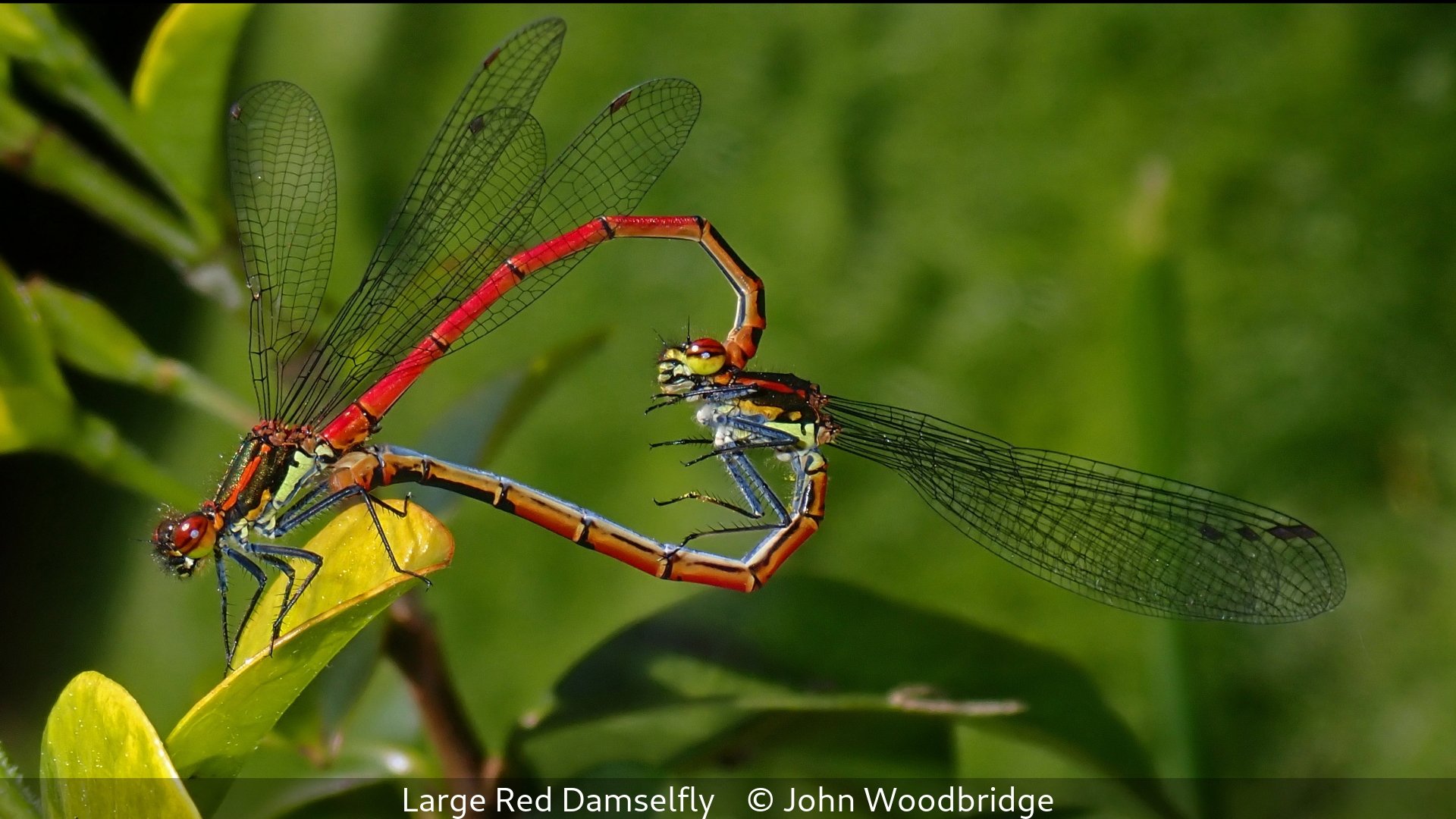 _Large Red Damselfly_John Woodbridge_.jpg