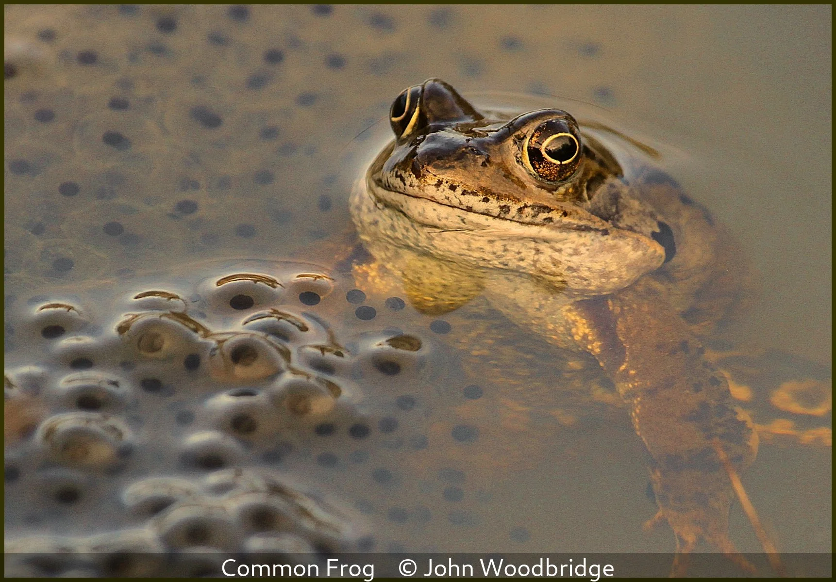 _Common Frog_John Woodbridge_.jpg