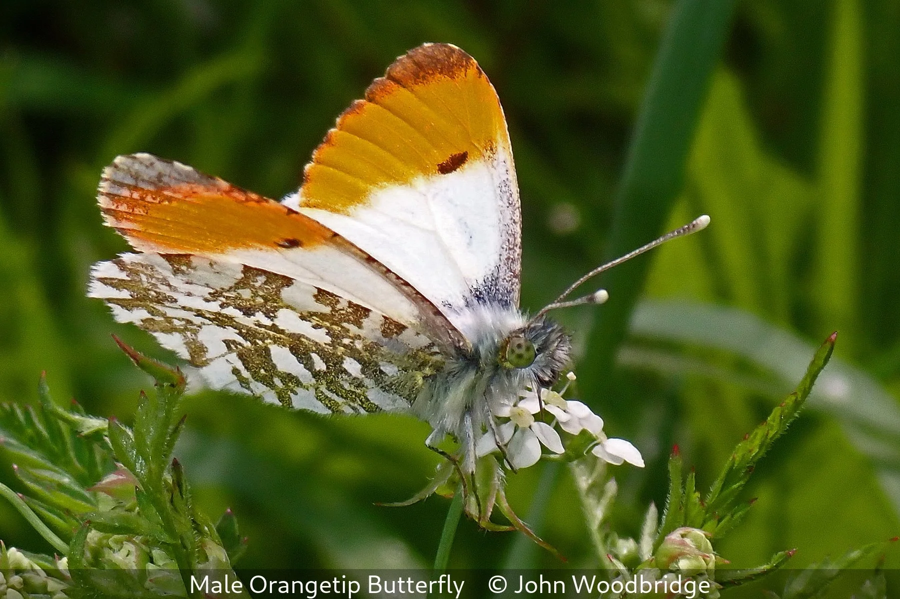 _Male Orangetip Butterfly_John Woodbridge_.jpg