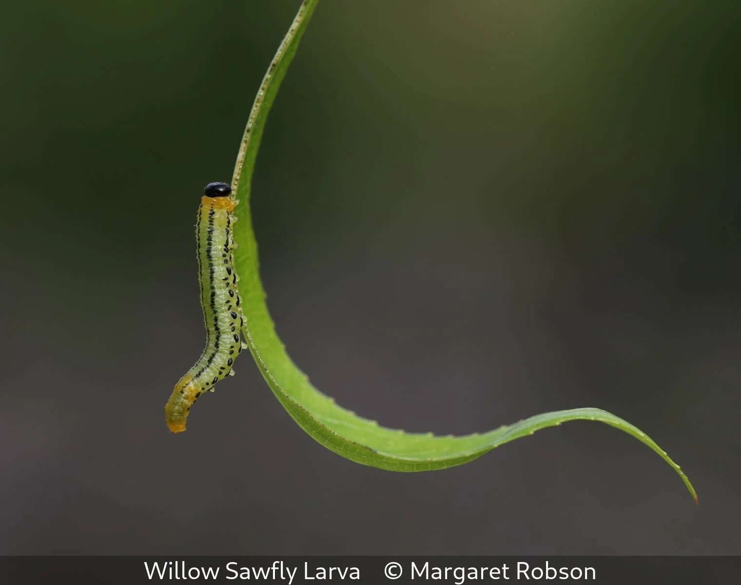 _Willow Sawfly Larva_Margaret Robson_.jpg