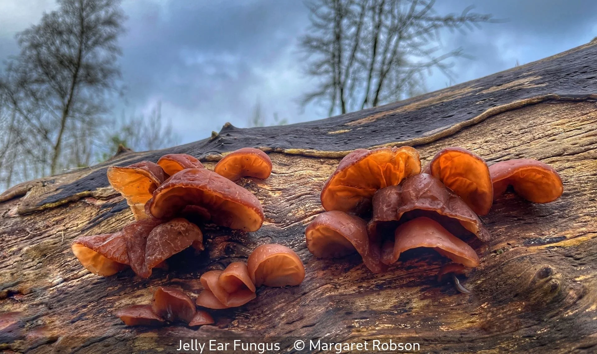 _Jelly Ear Fungus_Margaret Robson_.jpg