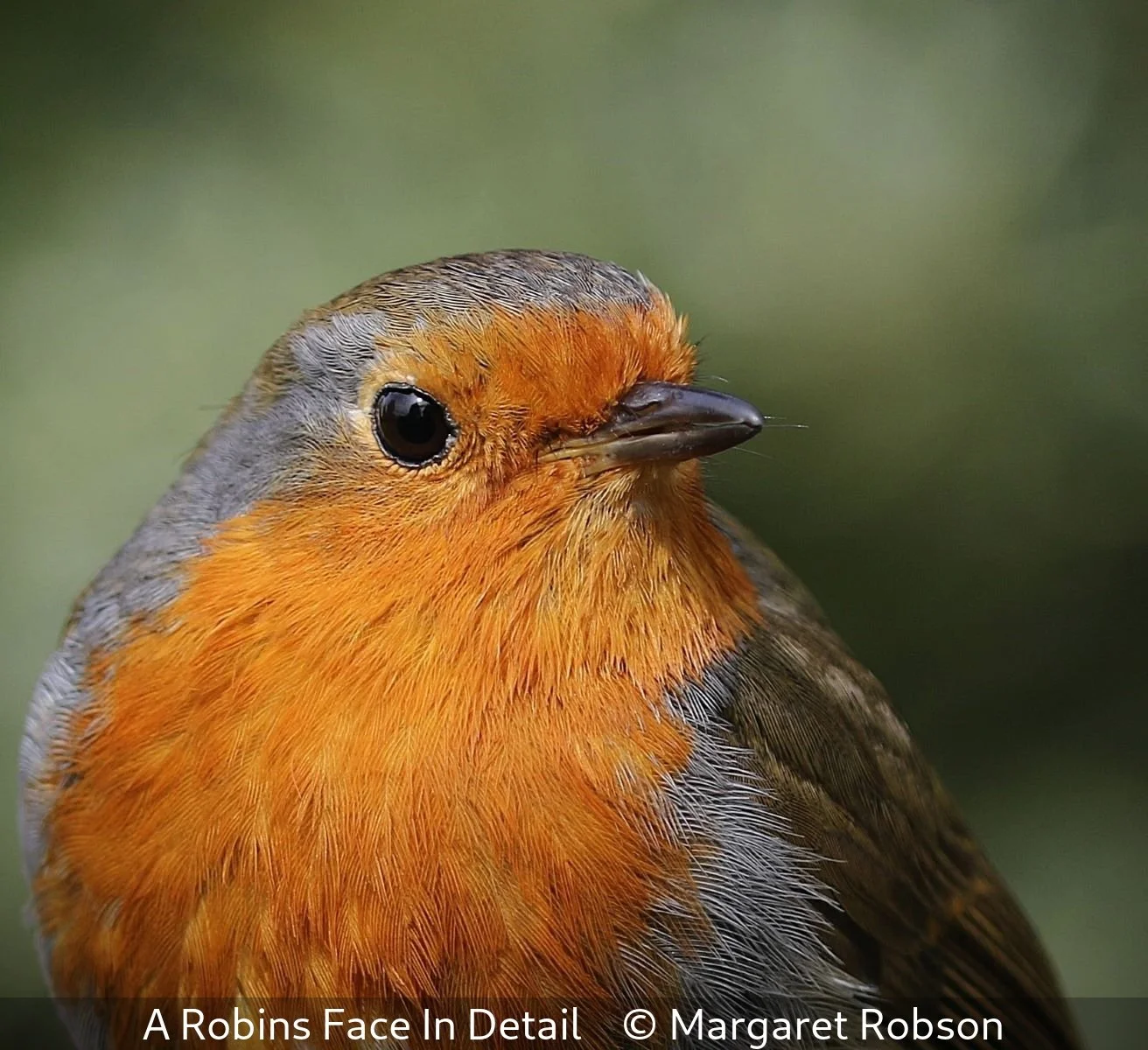 _A Robins Face In Detail_Margaret Robson_.jpg