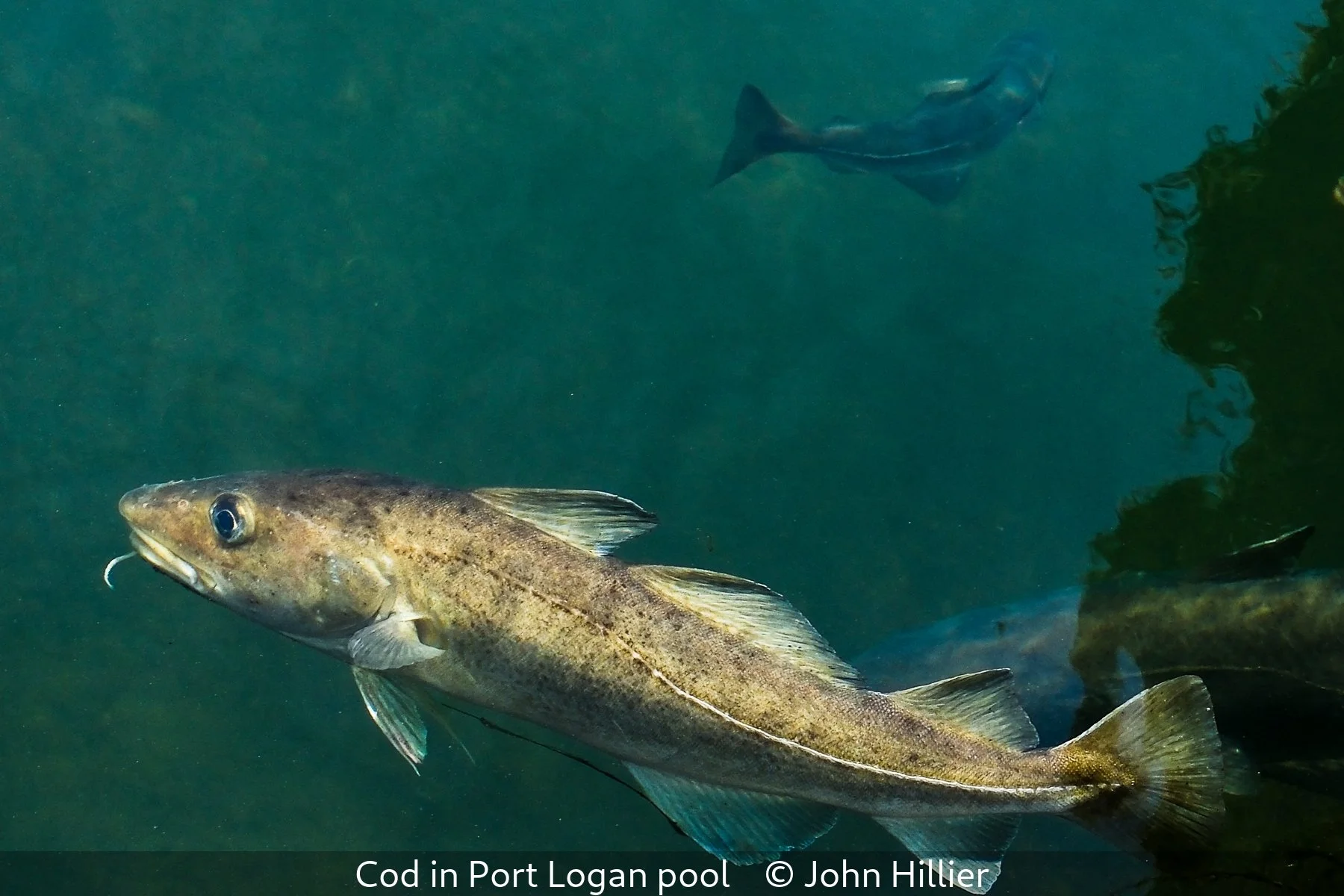 _Cod in Port Logan pool_John Hillier_.jpg