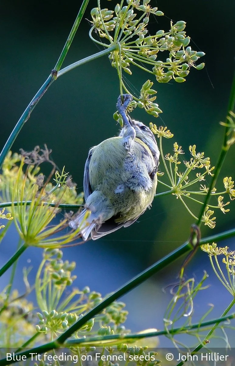 _Blue Tit feeding on Fennel seeds_John Hillier_.jpg
