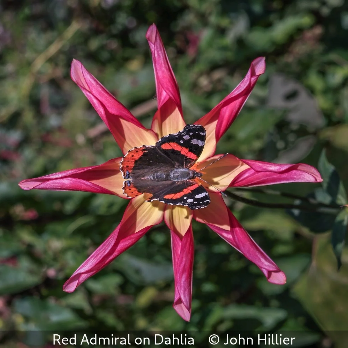_Red Admiral on Dahlia_John Hillier_.jpg