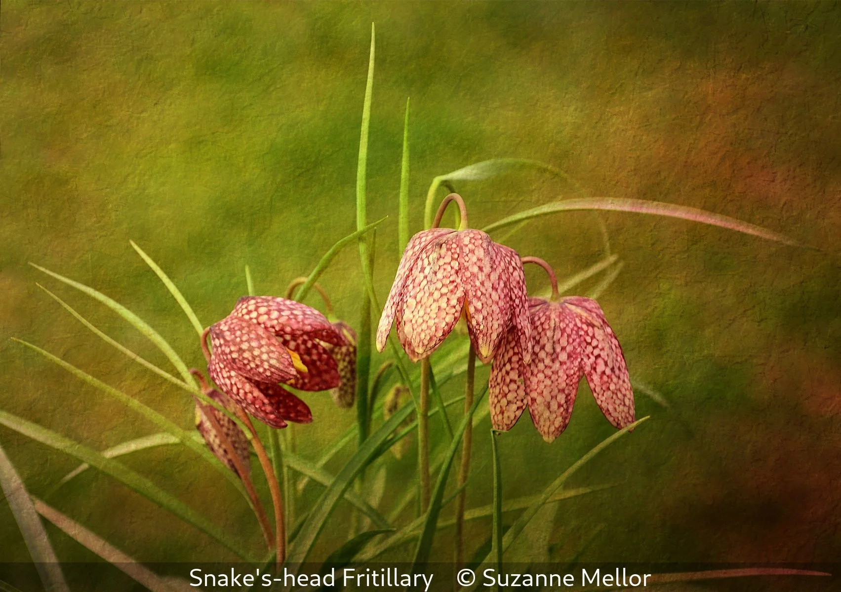 _Snake's-head Fritillary_Suzanne Mellor_.jpg