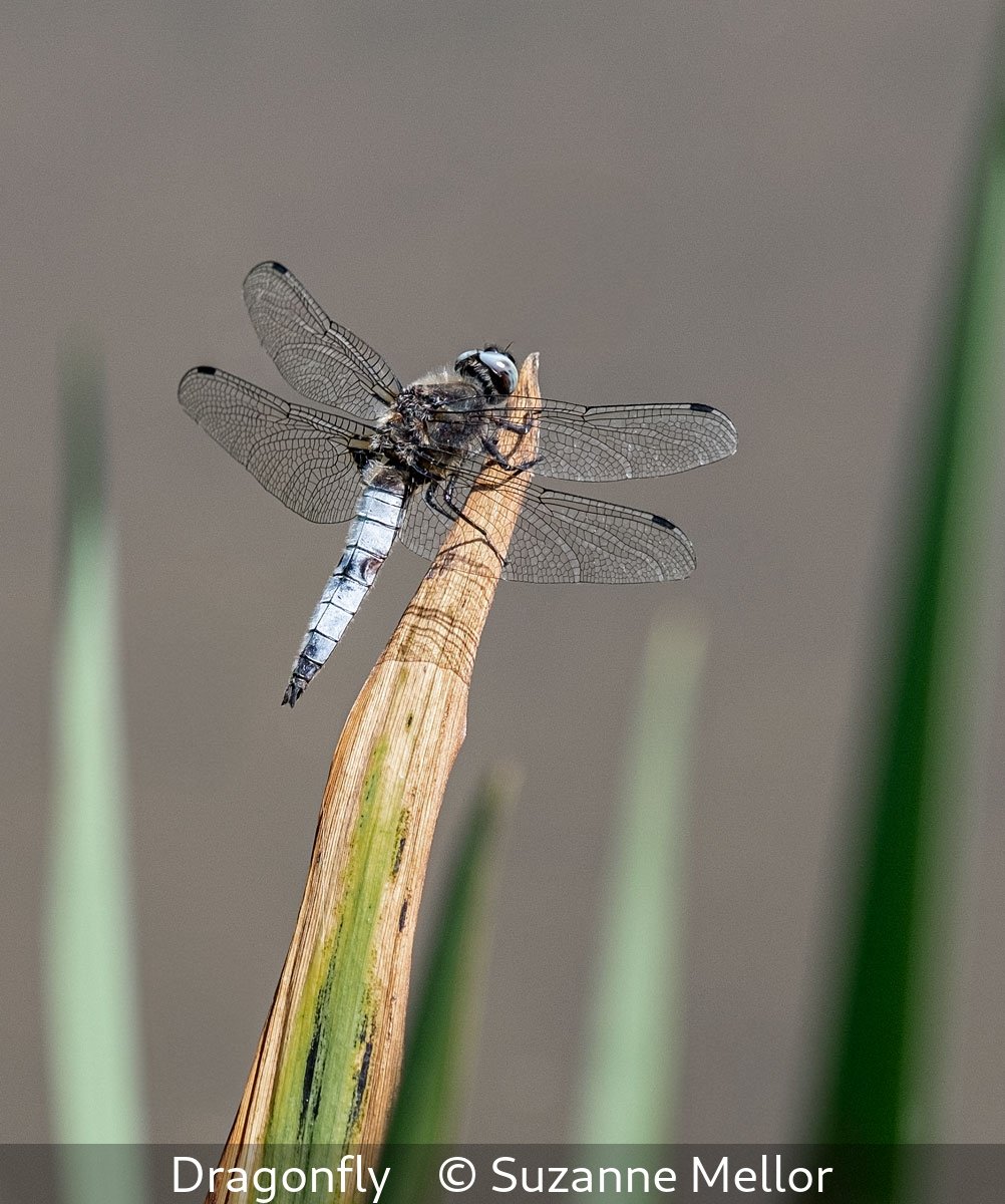_Dragonfly_Suzanne Mellor_.jpg