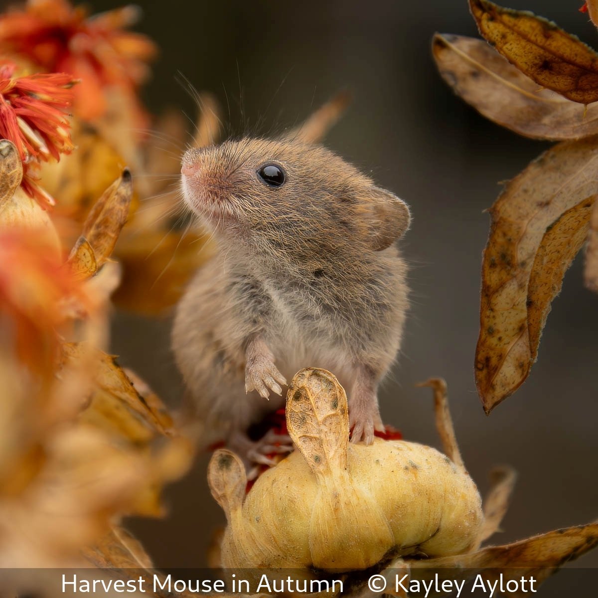 _Harvest Mouse in Autumn_Kayley Aylott_.jpg