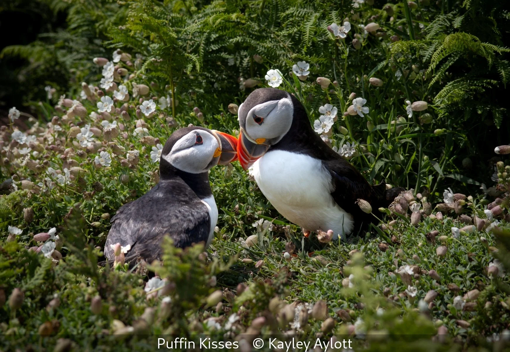 _Puffin Kisses_Kayley Aylott_.jpg
