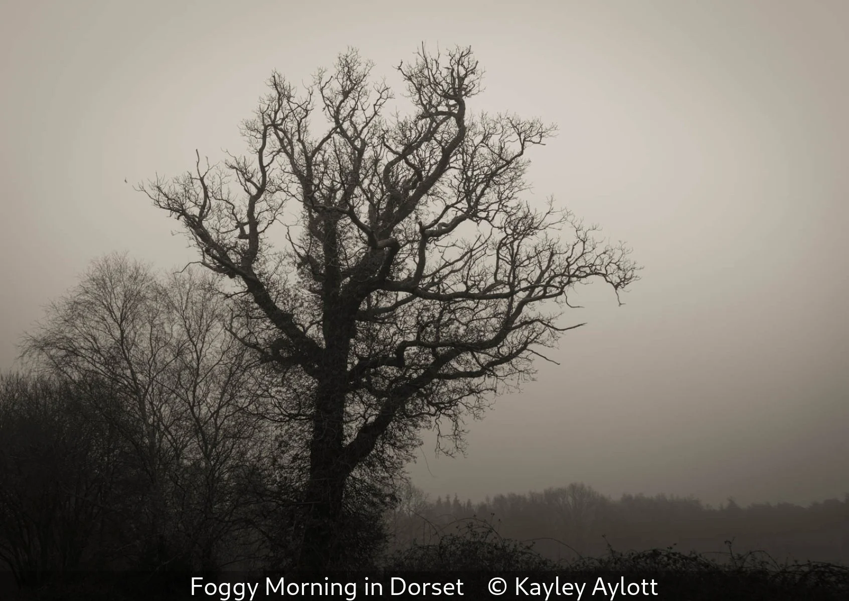 _Foggy Morning in Dorset_Kayley Aylott_.jpg