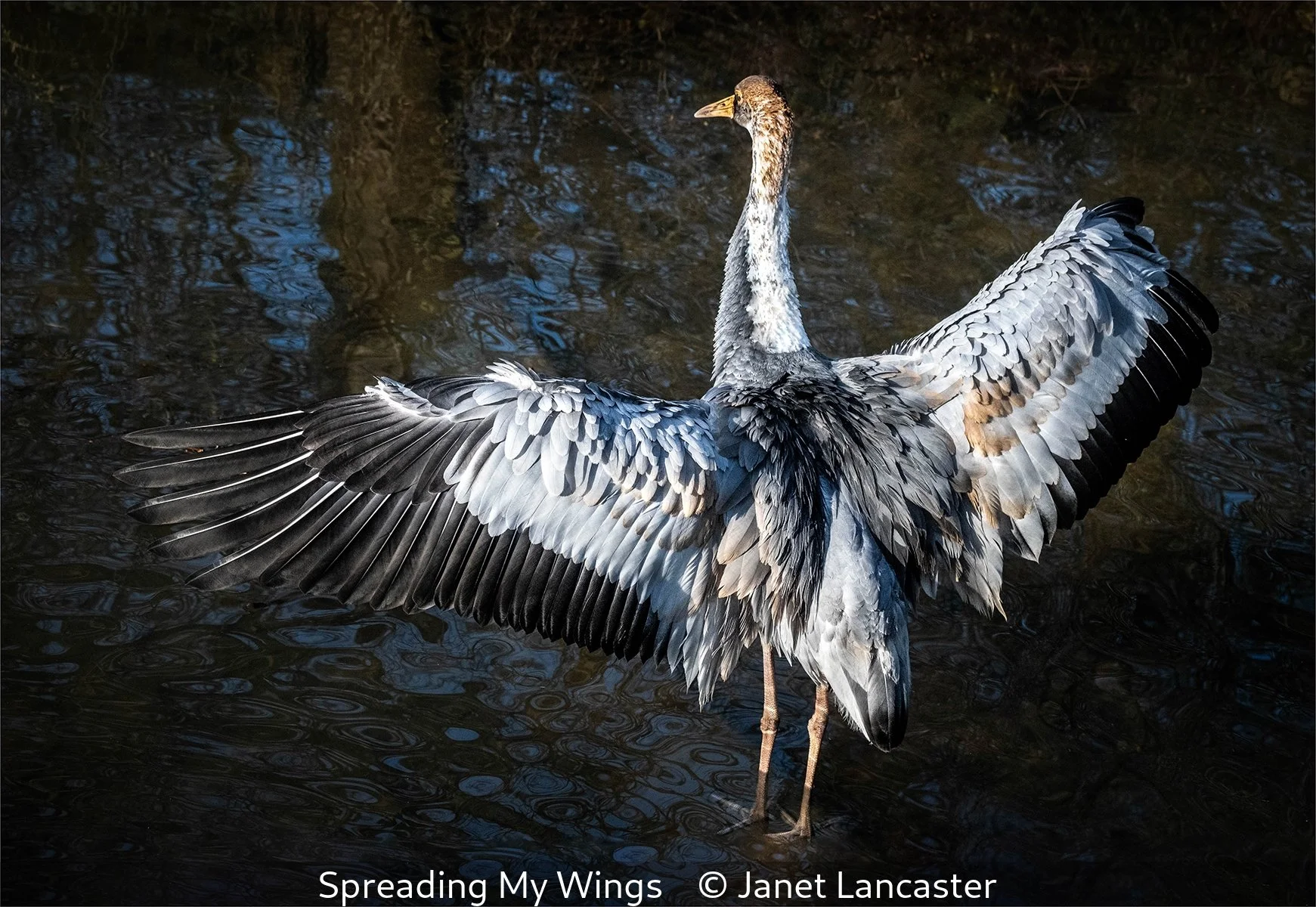 _Spreading My Wings_Janet Lancaster_.jpg