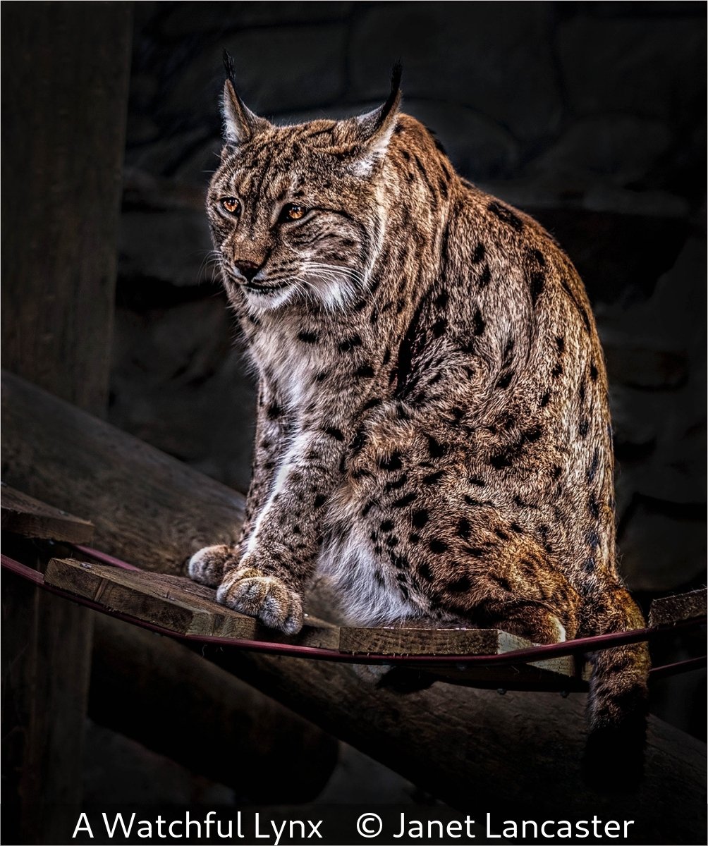 _A Watchful Lynx_Janet Lancaster_.jpg