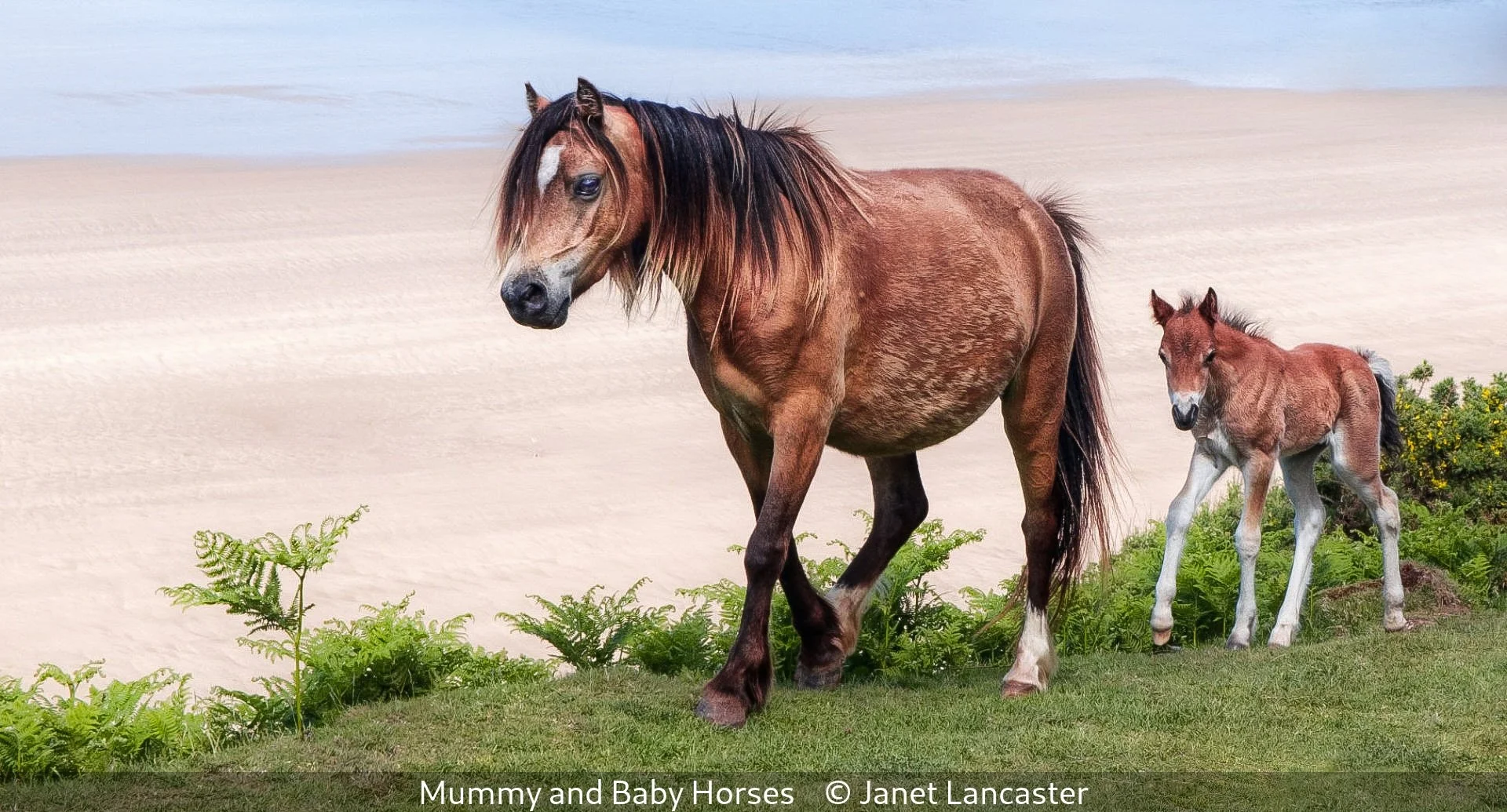 _Mummy and Baby Horses_Janet Lancaster_.jpg