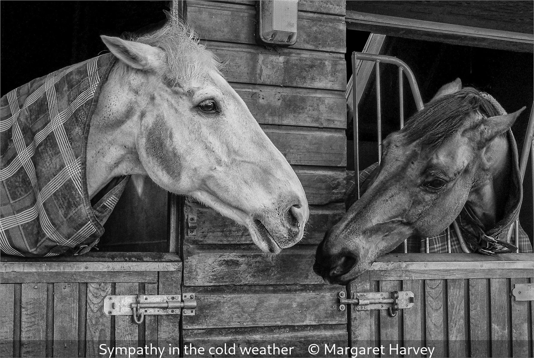 _Sympathy in the cold weather_Margaret Harvey_.jpg