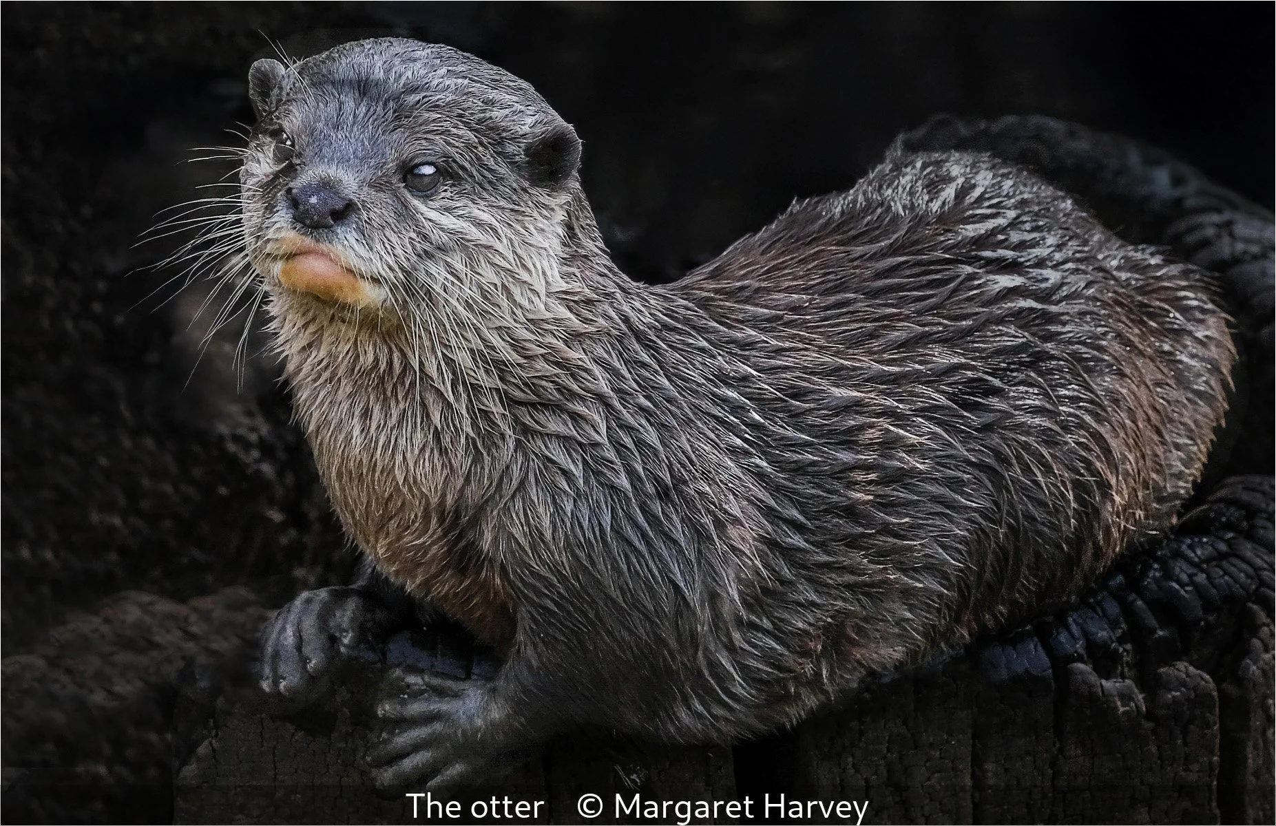 _The otter_Margaret Harvey_.jpg