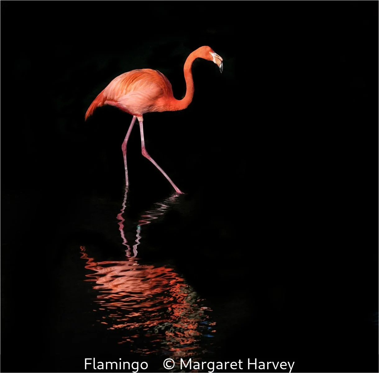 _Flamingo_Margaret Harvey_.jpg