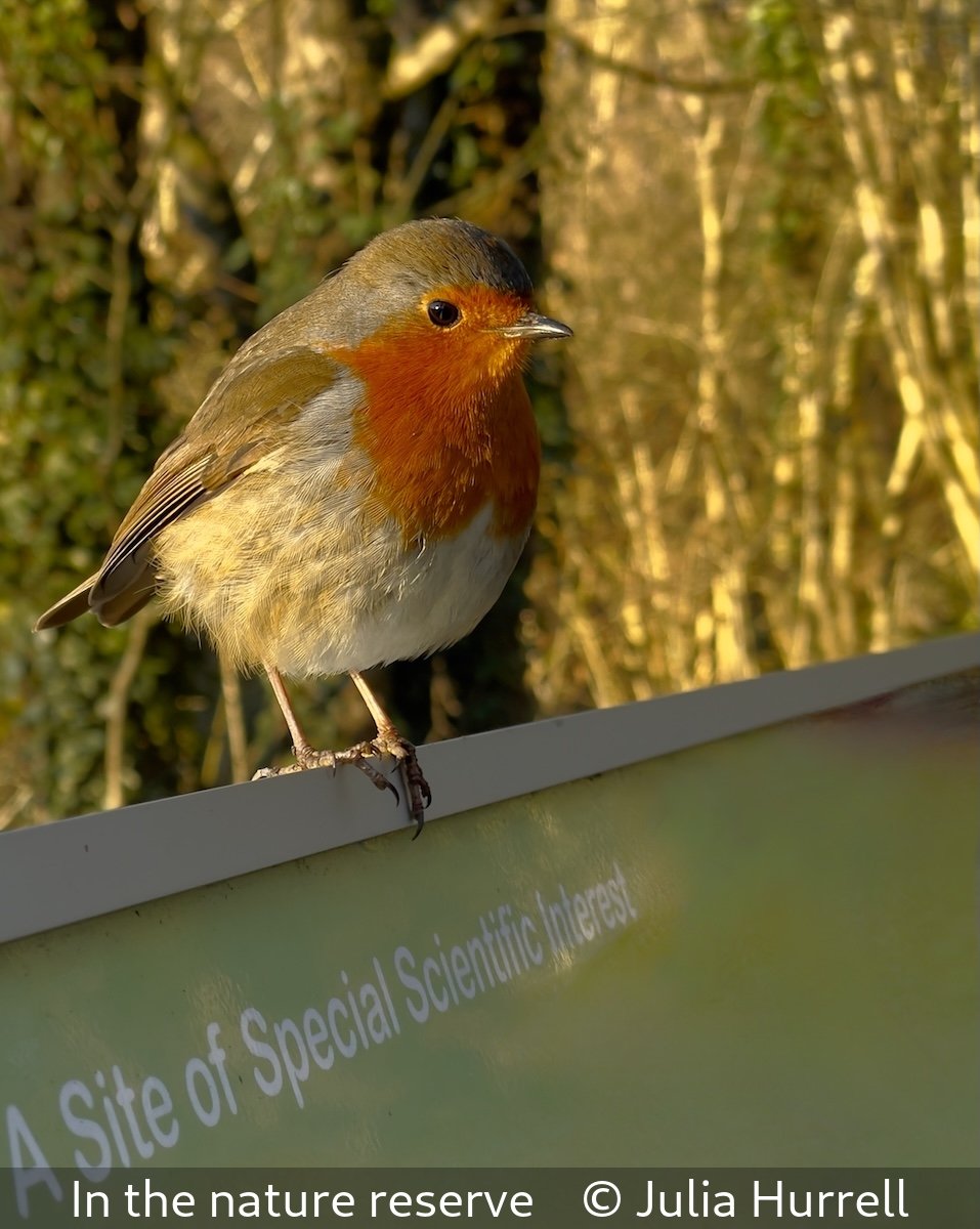 _In the nature reserve_Julia Hurrell_.jpg
