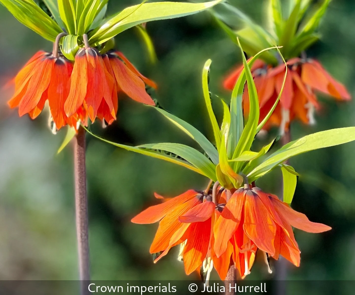 _Crown imperials_Julia Hurrell_.jpg