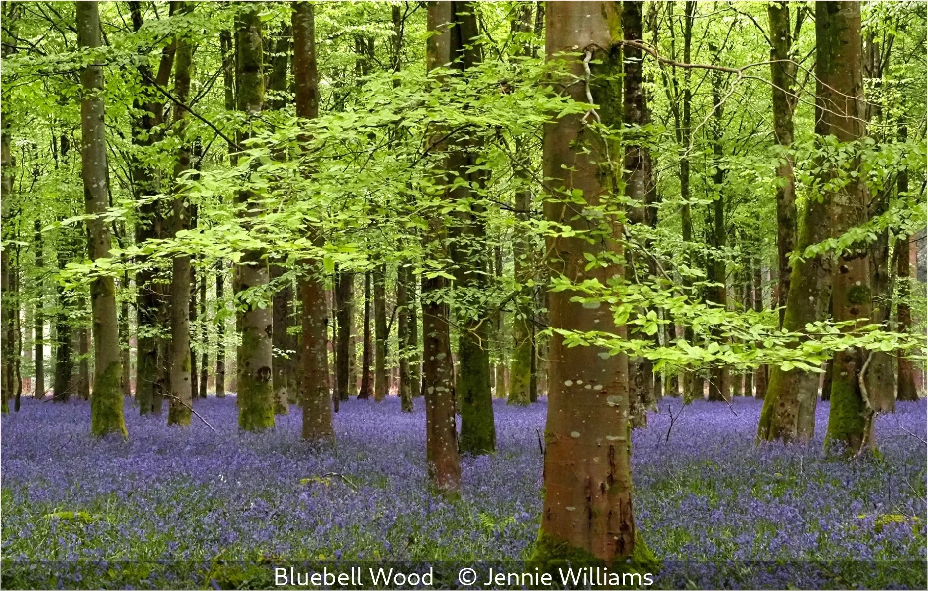 _Bluebell Wood_Jennie Williams_.jpg