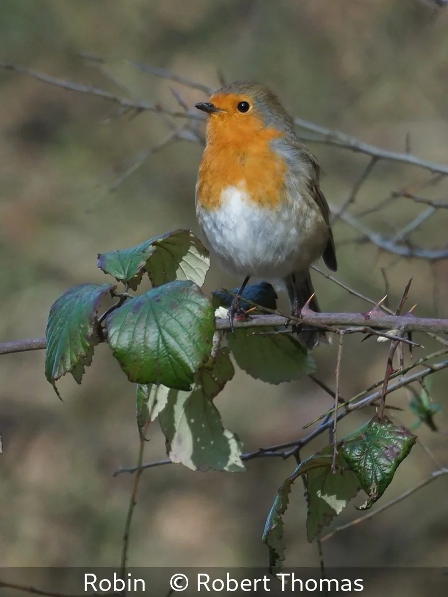 _Robin_Robert Thomas_.jpg