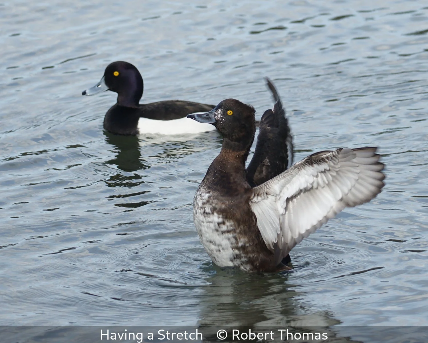 _Having a Stretch_Robert Thomas_.jpg