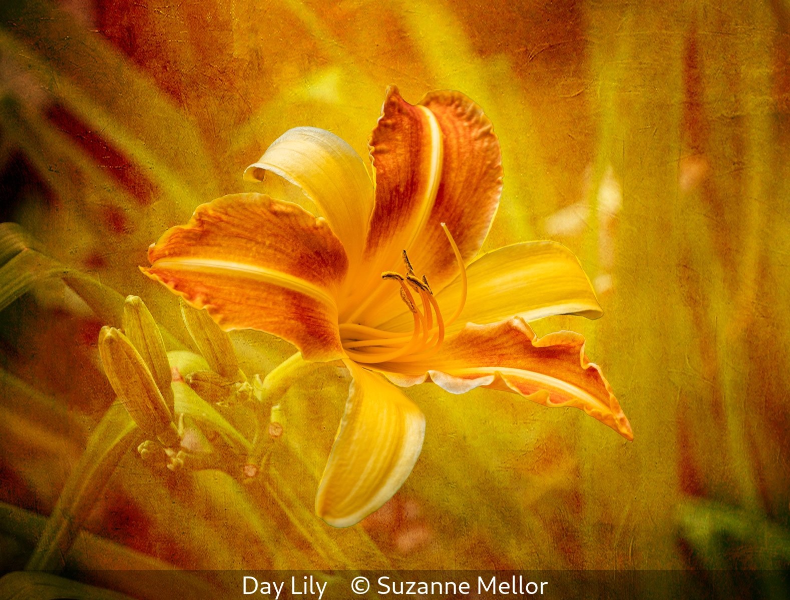 17_Day Lily_Suzanne Mellor_.jpg