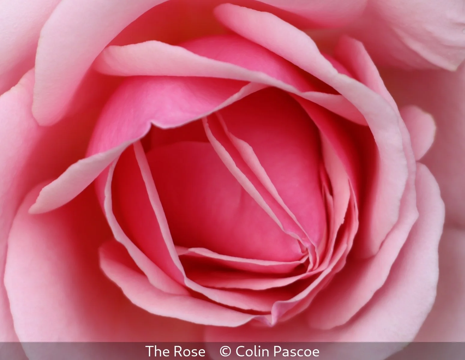 17_The Rose_Colin Pascoe_.jpg
