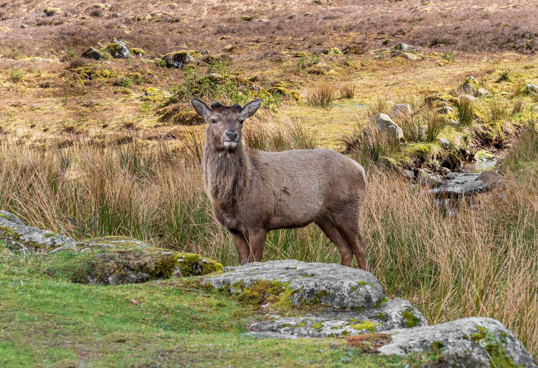 Deer at Glencoe by Angela Danby 16 pts
