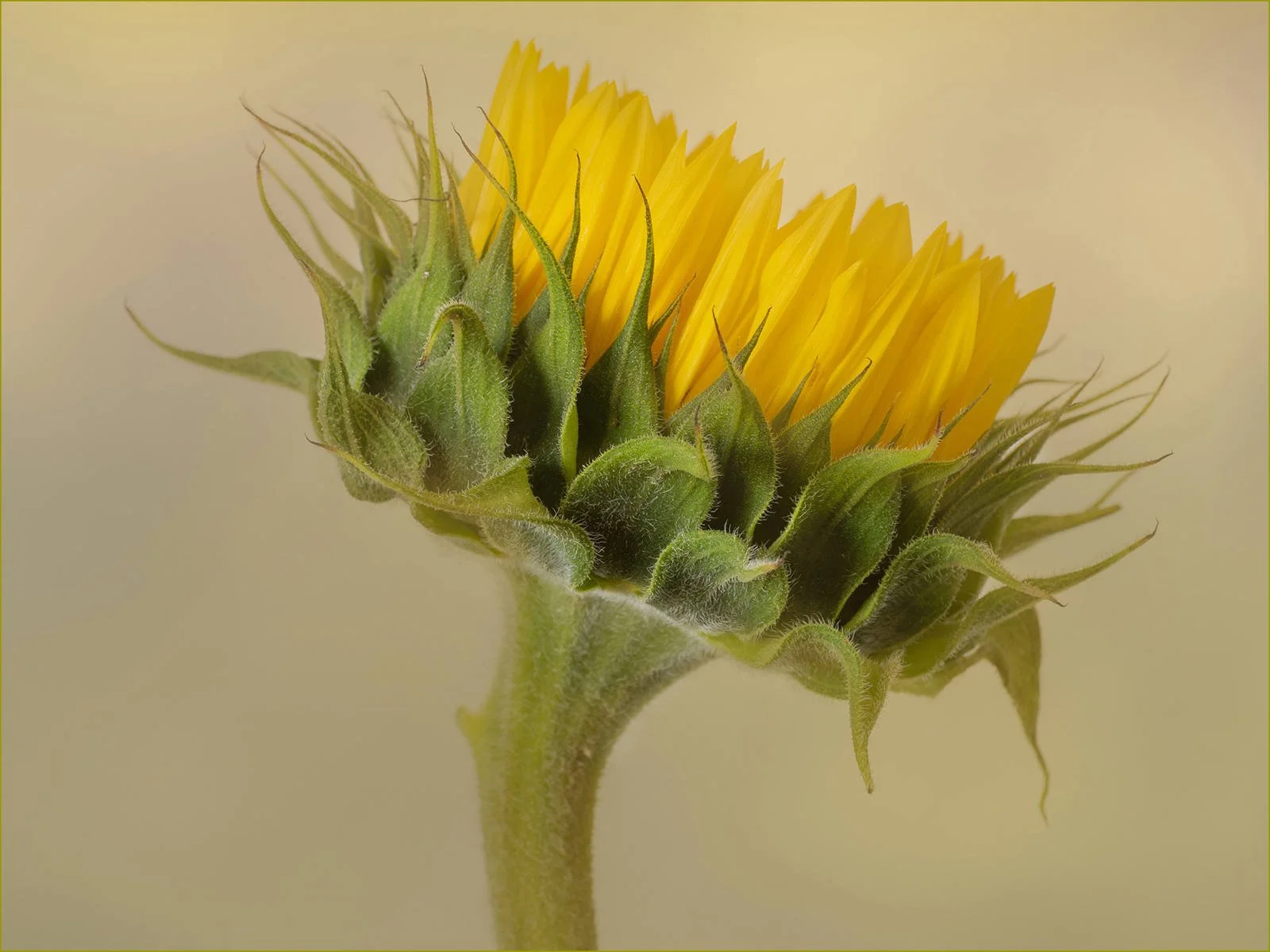 Sunflower by Jennie Williams 20 Points