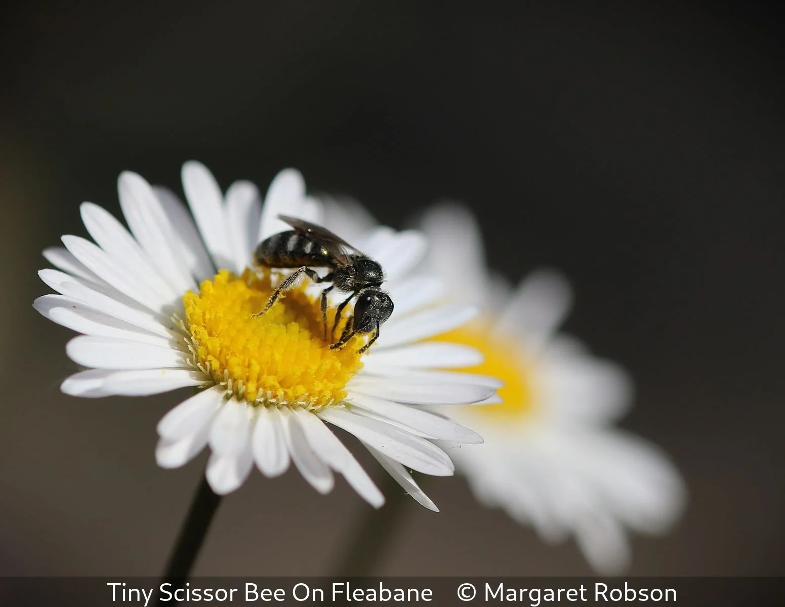 18_Tiny Scissor Bee On Fleabane_Margaret Robson_.jpg