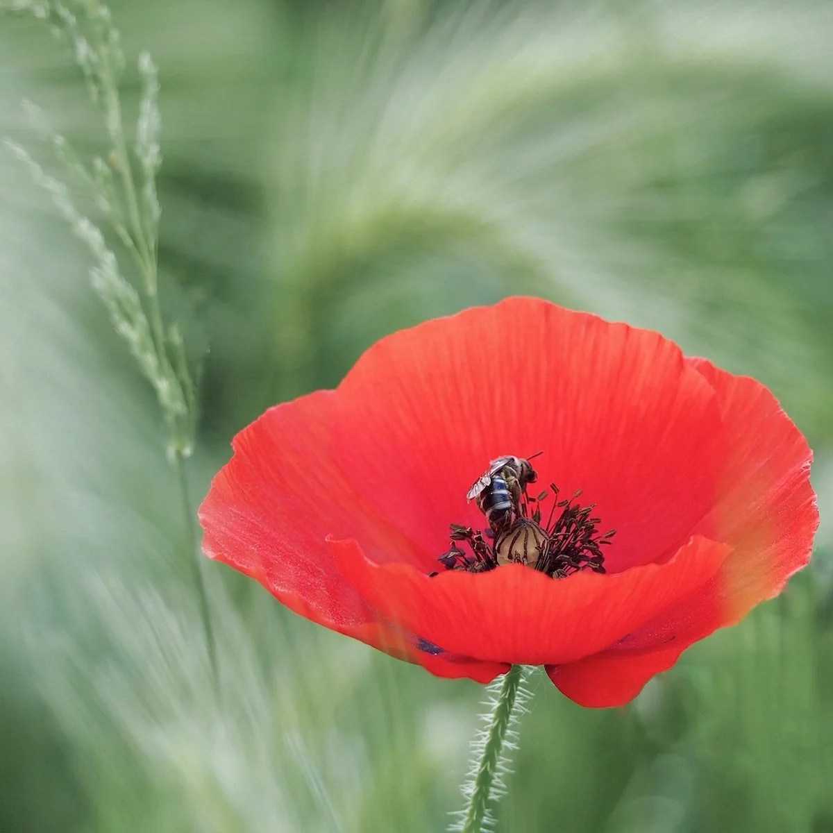 Poppy with Wasp by Julia Hurrell